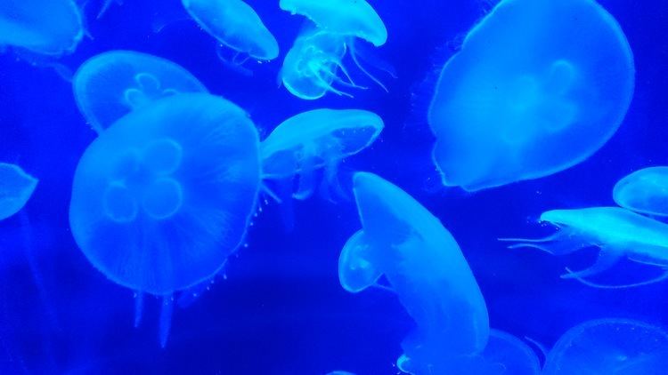 Blue jellyfish FileBlue jellyfishjpg Wikimedia Commons