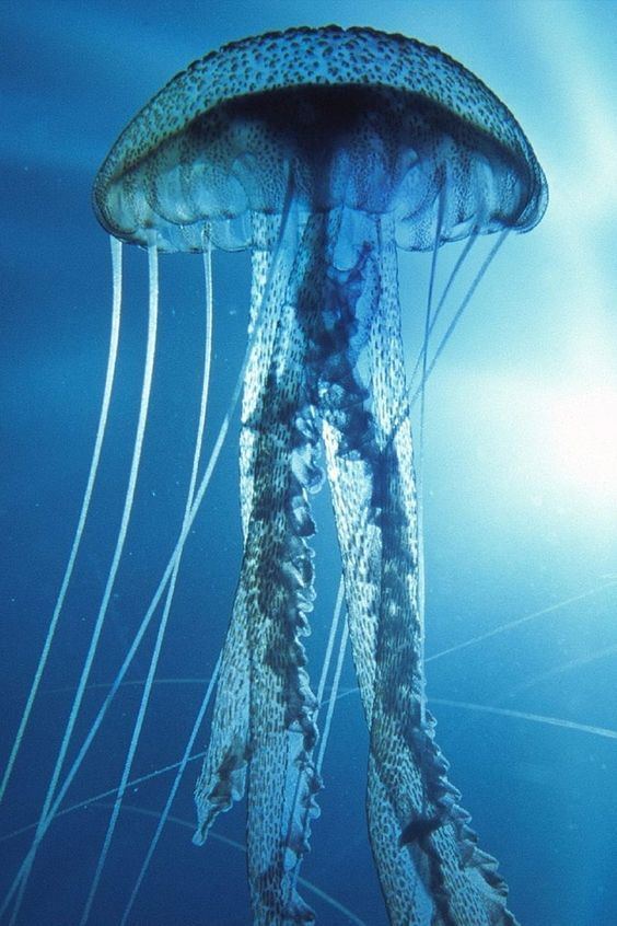 Blue jellyfish Blue Jellyfish Iphone Wallpaper Nature Pinterest Wallpapers