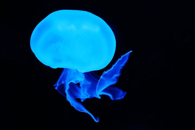 Blue jellyfish Blue Jellyfish Free Stock Photo Public Domain Pictures
