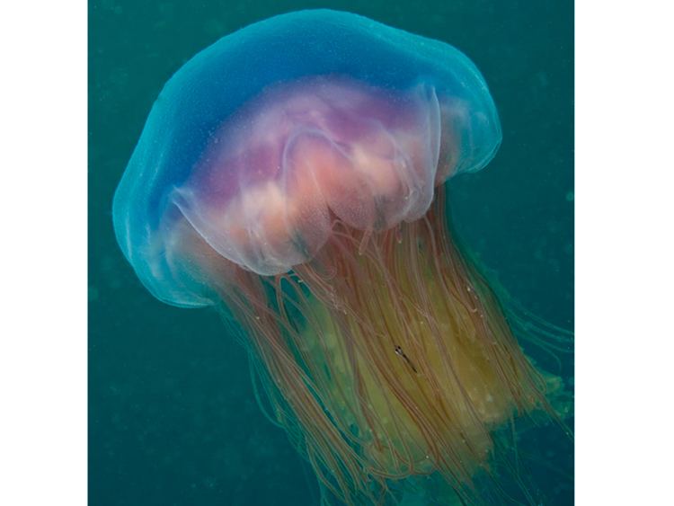 Blue jellyfish wwwmarlinacukassetsimagesmarlinspeciesweb