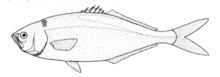 Blue knifefish httpsuploadwikimediaorgwikipediacommonsthu