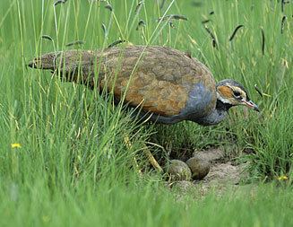 Blue korhaan wwwbiodiversityexplorerorgbirdsotitidaeimages