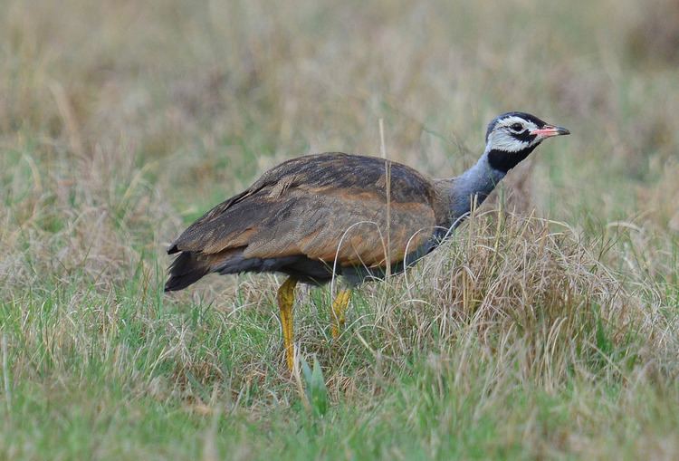 Blue korhaan Blue Korhaan Eupodotis caerulescens Ian White Flickr