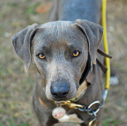 Blue Lacy What Is a Lacy Dog aka Blue Lacy PetHelpful