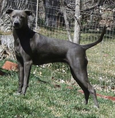 Blue Lacy American Blue Lacy Dog Breed Information and Pictures