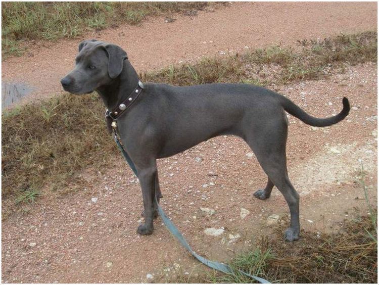 Blue Lacy Blue Lacy Dog Facts Pictures Puppies Breeders Price