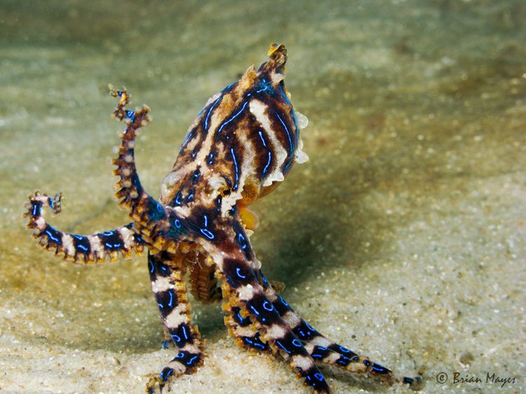 Blue-lined octopus Blue Lined Octopus Hapalochlaena fasciata quotLet39s dance p Flickr