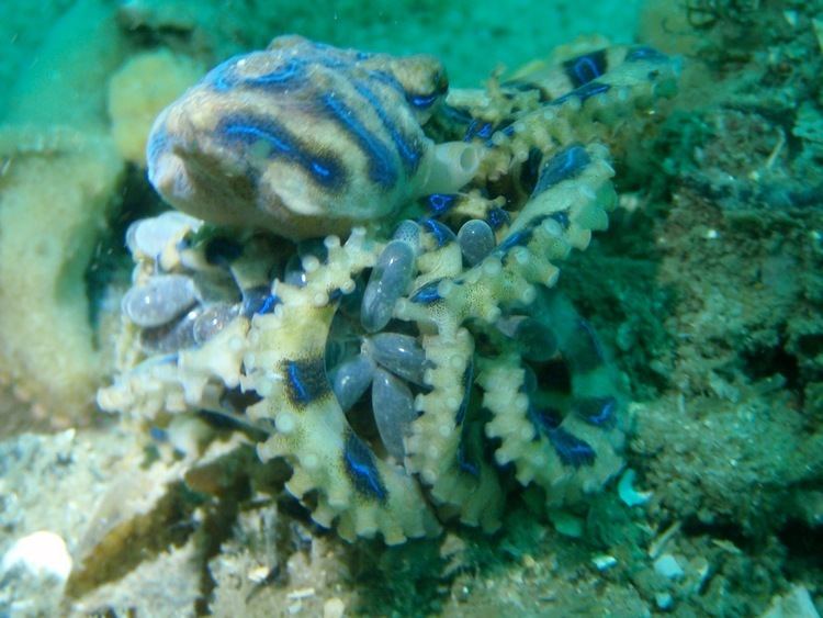 Blue-lined octopus Bluelined Octopus Australian Museum