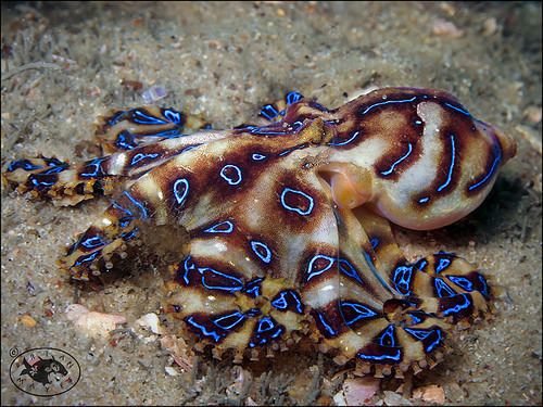 Blue-lined octopus Flickriver Most interesting photos tagged with bluelinedoctopus