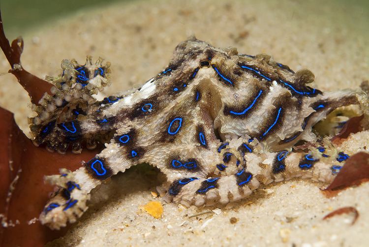 Blue-lined octopus Blue Lined Octopus Pipeline Nelson Bay Blue Lined Octop Flickr