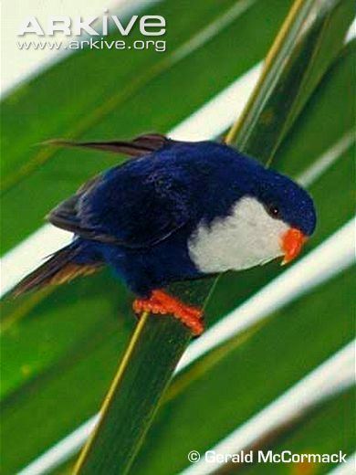 Blue lorikeet Blue lorikeet videos photos and facts Vini peruviana ARKive