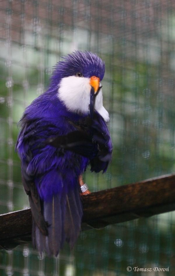 Blue lorikeet Blue Lorikeet Vini peruviana October 2009 ZooChat