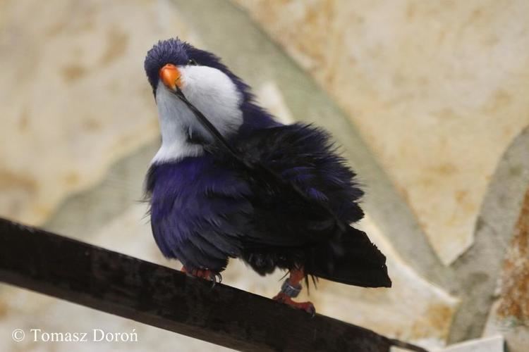 Blue lorikeet Blue Lorikeet Vini peruviana videos photos and sound recordings