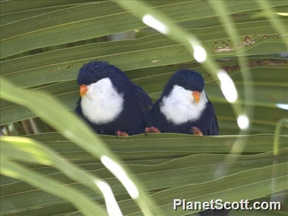 Blue lorikeet Blue Lorikeet Vini peruviana Animals Birds Page 17 Pinterest