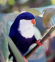 Blue lorikeet httpsuploadwikimediaorgwikipediacommonsthu