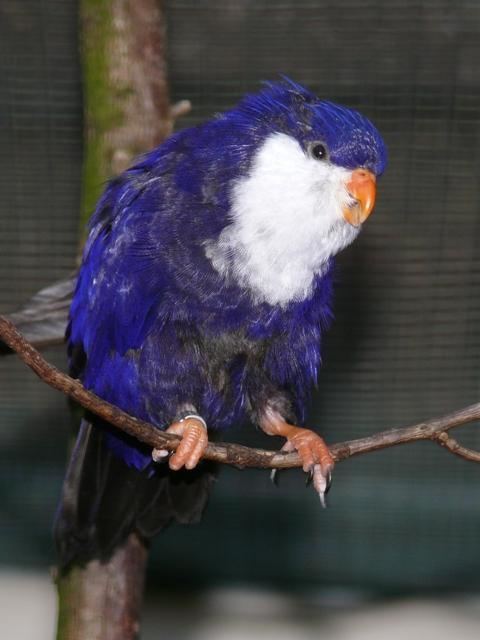 Blue lorikeet Photos of Blue Lorikeet Vini peruviana the Internet Bird