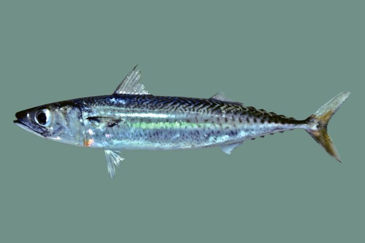 Blue mackerel Scomber australasicus