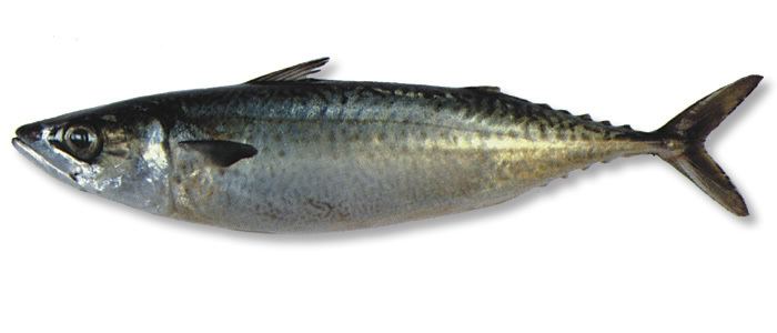 Blue mackerel Blue Mackerel Scomber australasicus United Fisheries