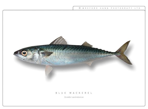 Blue mackerel bluemackerelnewzealandseafood