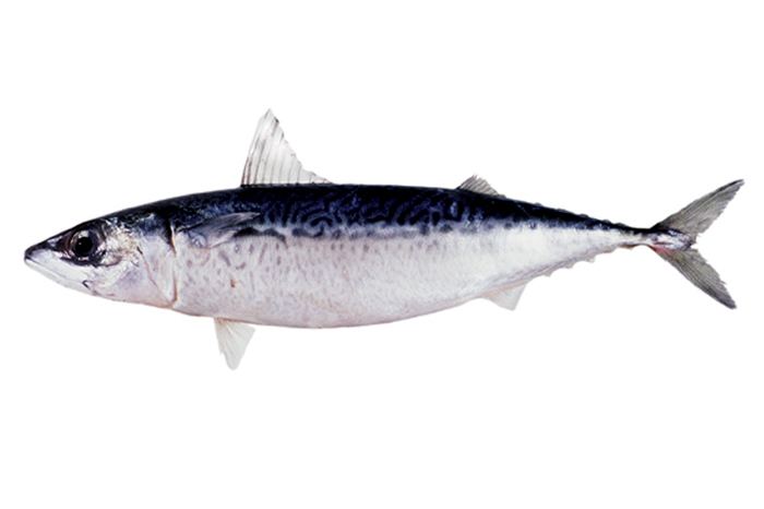 Blue mackerel fishesofaustralianetauImagesImageScomberAustr