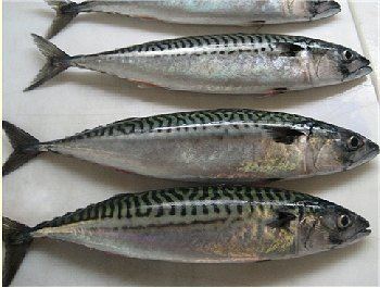 Blue mackerel SLIMEY MACKEREL BLUE MACKEREL Photos Info Catch Cook Buy