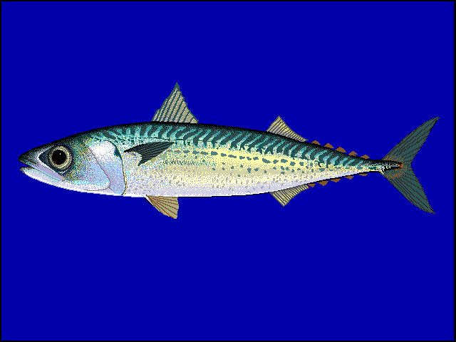 Blue mackerel Blue mackerel Wikipedia
