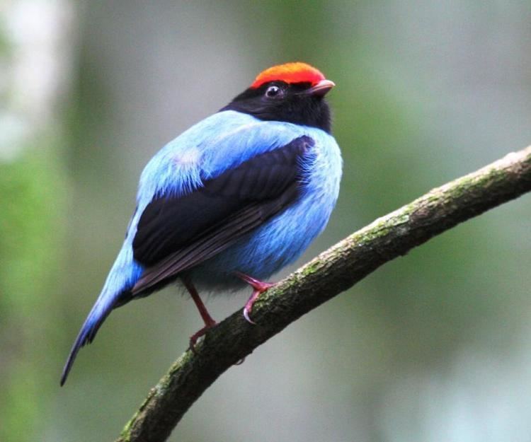 Blue manakin Blue Manakin Chiroxiphia caudata Male perched on low branch the