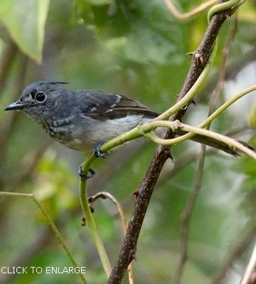 Blue mantled crested flycatcher - Alchetron, the free social encyclopedia