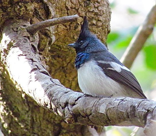 Blue mantled crested flycatcher - Alchetron, the free social encyclopedia