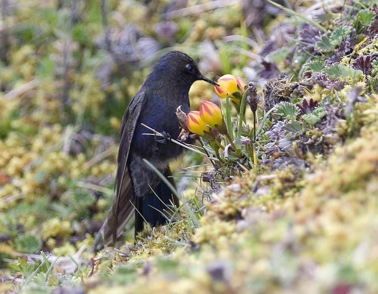 Blue-mantled thornbill Bluemantled Thornbill Chalcostigma stanleyi videos photos and