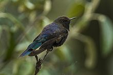 Blue-mantled thornbill httpsuploadwikimediaorgwikipediacommonsthu