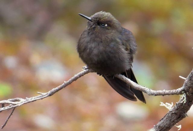 Blue-mantled thornbill Surfbirds Online Photo Gallery Search Results