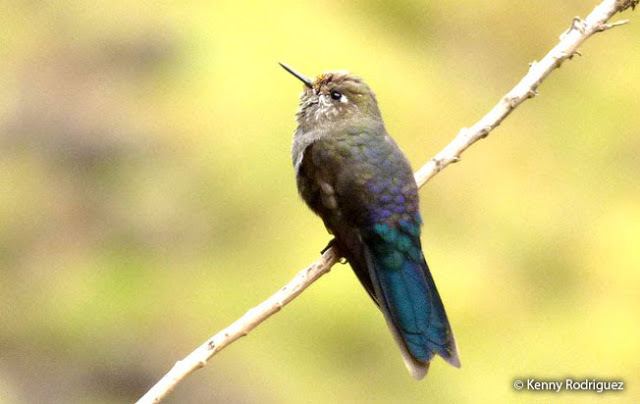 Blue-mantled thornbill Bluemantled Thornbill Chalcostigma stanleyi Peru Aves Peru Birds