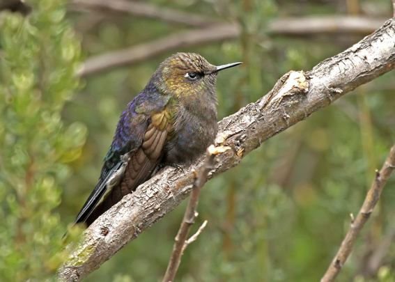 Blue-mantled thornbill Surfbirds Online Photo Gallery Search Results