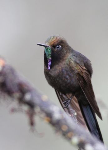 Blue-mantled thornbill Surfbirds Online Photo Gallery Search Results