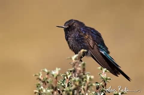 Blue-mantled thornbill More on Chalcostigma stanleyi Bluemantled Thornbill