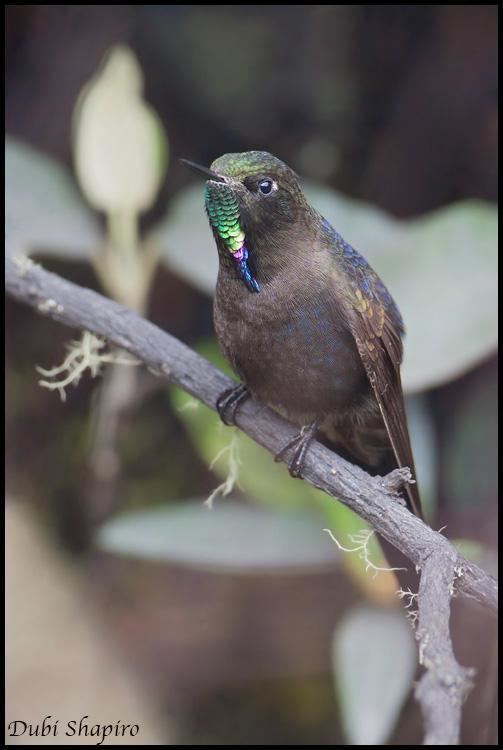 Blue-mantled thornbill Bluemantled Thornbill Chalcostigma stanleyi Bird perched in heavy