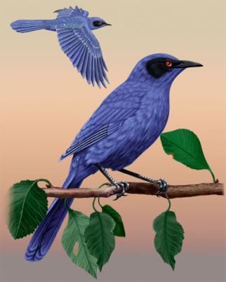 Blue mockingbird Blue Mockingbird Whatbirdcom