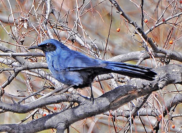 Blue mockingbird Blue Mockingbird