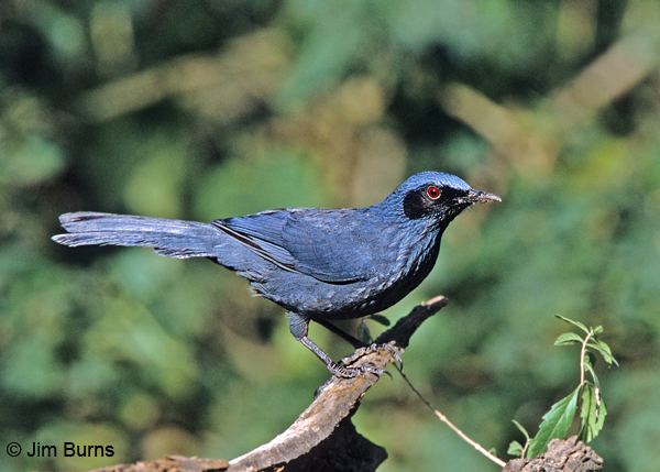 Blue mockingbird BlueMockingbirdjpg