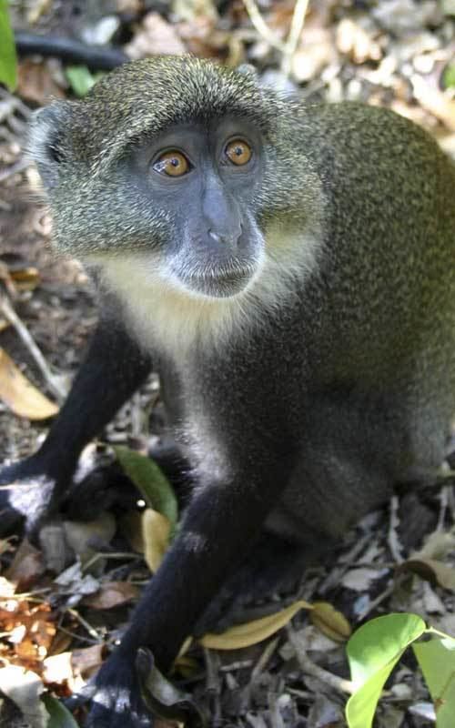 Blue monkey Blue Monkey Monkey Facts and Information
