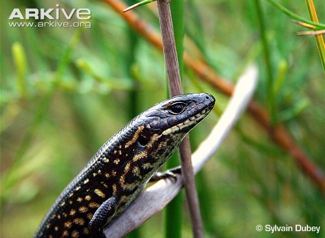 Blue Mountains water skink Blue Mountains water skink videos photos and facts Eulamprus