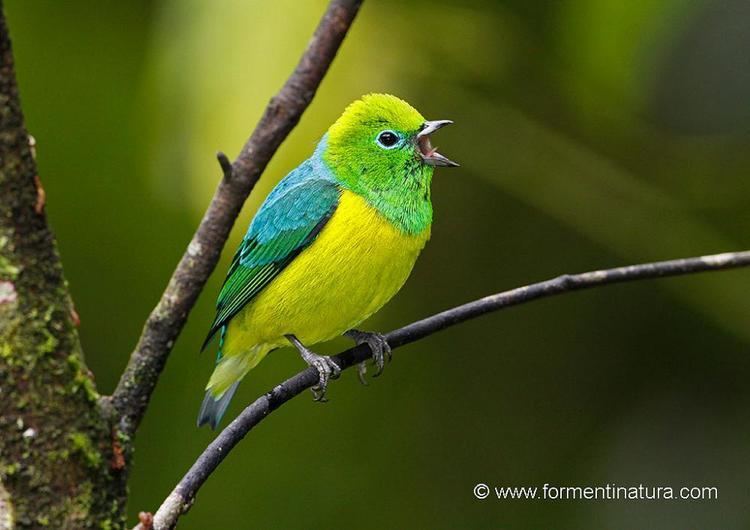 Blue-naped chlorophonia Gallery of Bluenaped Chlorophonia Chlorophonia cyanea the