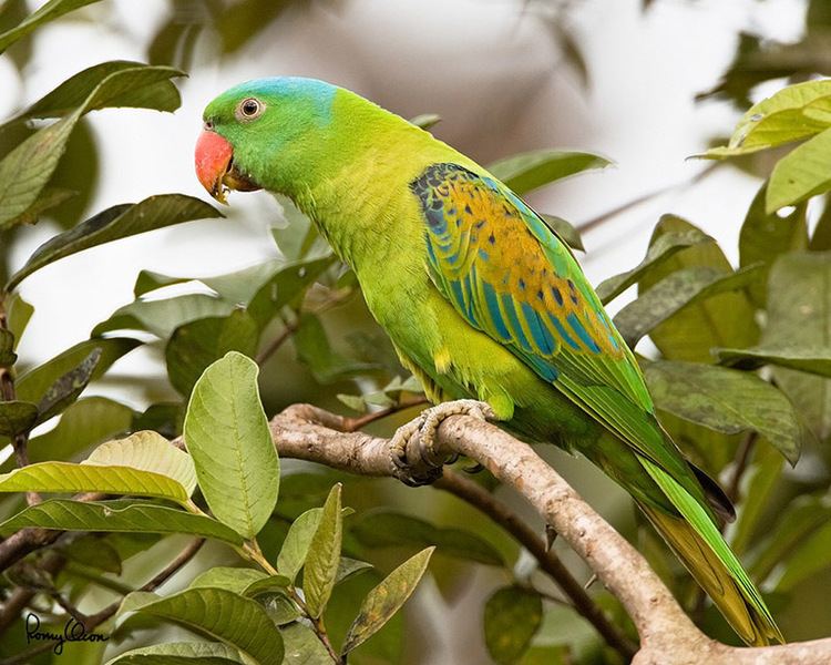 Blue naped parrot - Alchetron, The Free Social Encyclopedia