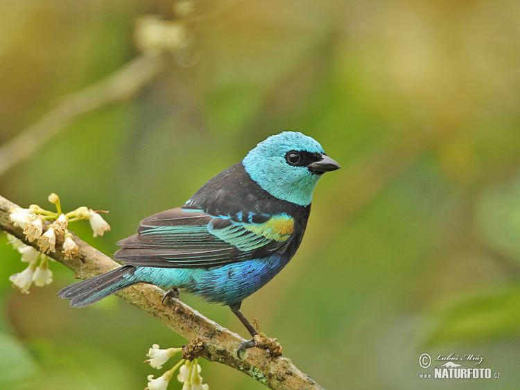 Blue-necked tanager Bluenecked Tanager Pictures Bluenecked Tanager Images NaturePhoto