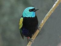 Blue-necked tanager Bluenecked tanager Wikipedia