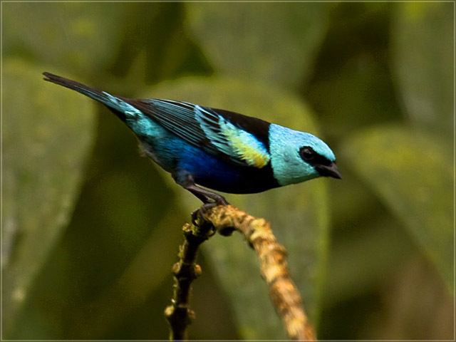 Blue-necked tanager Surfbirds Online Photo Gallery Search Results