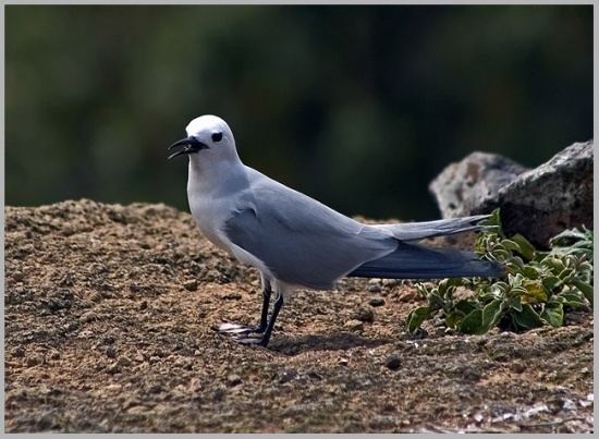 Blue noddy Grey Noddy BirdForum Opus