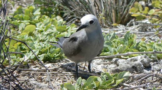 Blue noddy Blue Noddy Hawaiian Islands US Fish and Wildlife Service