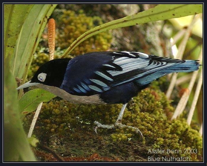 Blue nuthatch Mangoverde World Bird Guide Photo Page Blue Nuthatch Sitta azurea